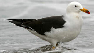 Belcher's Gull