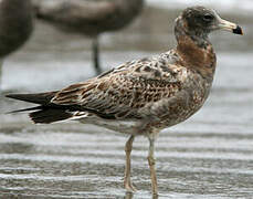 Belcher's Gull