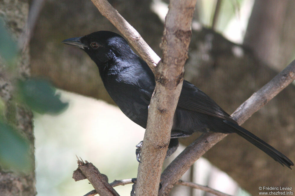 Slate-colored Boubouadult, identification