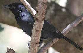 Slate-colored Boubou