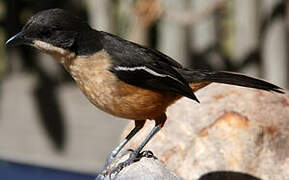 Southern Boubou