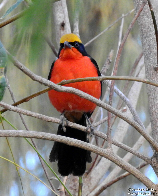 Yellow-crowned Gonolekadult, identification, close-up portrait