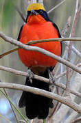 Yellow-crowned Gonolek