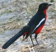 Gonolek rouge et noir