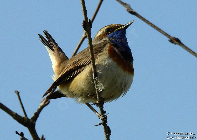 Bluethroat male adult breeding, identification, close-up portrait