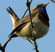 Bluethroat