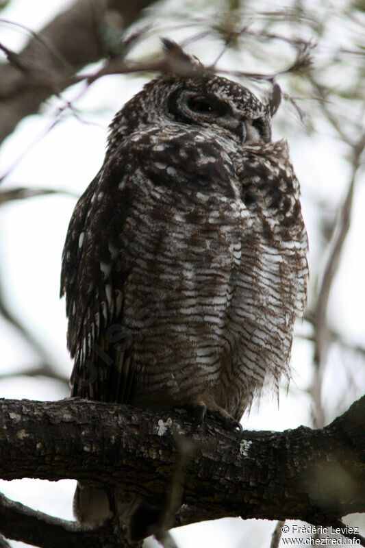 Spotted Eagle-Owladult, identification