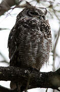 Spotted Eagle-Owl