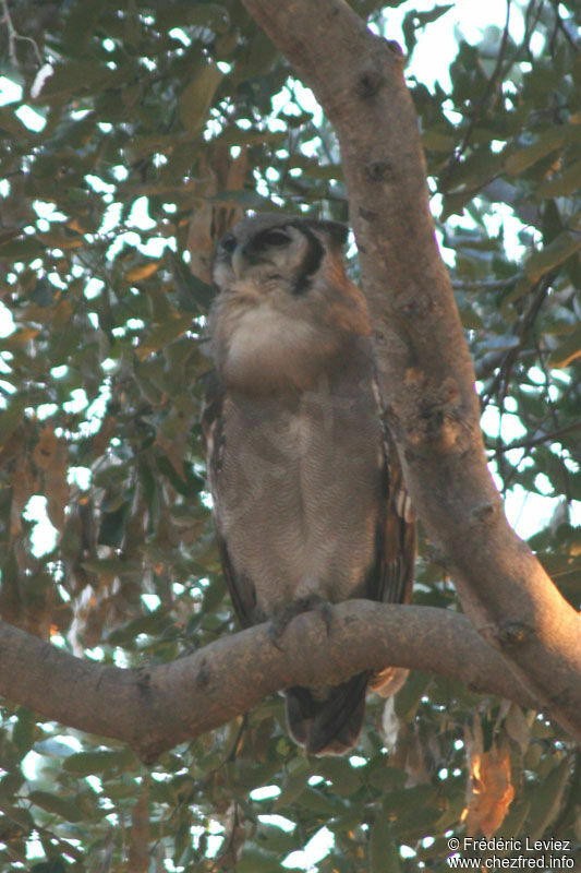 Verreaux's Eagle-Owladult