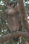 Verreaux's Eagle-Owl