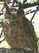 Greyish Eagle-Owl