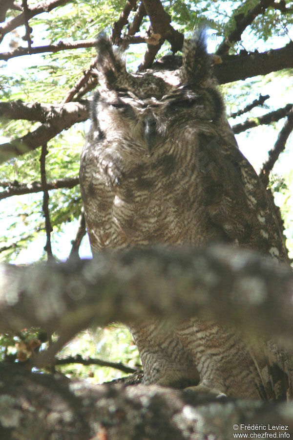 Greyish Eagle-Owladult