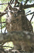 Greyish Eagle-Owl