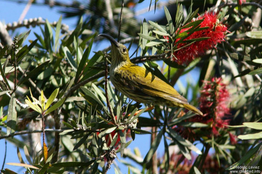 Streaked Spiderhunteradult, identification