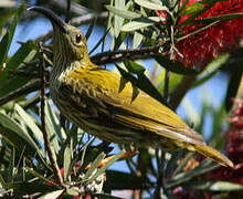 Streaked Spiderhunter