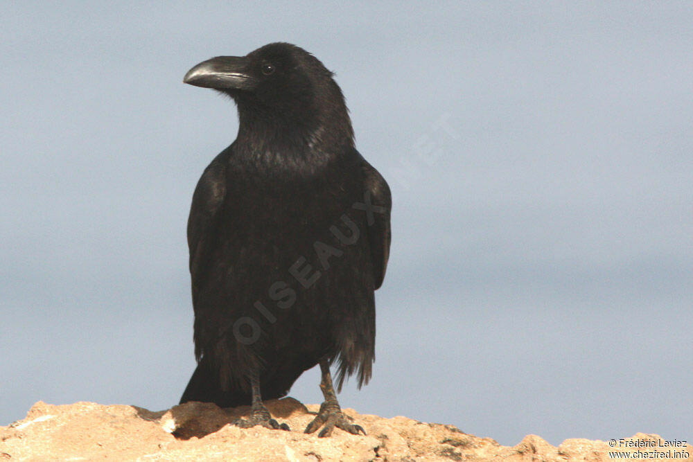 Northern Ravenadult, identification