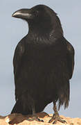 Northern Raven