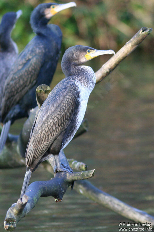 Grand Cormoran1ère année