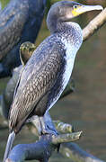 Great Cormorant