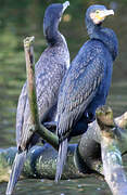 Great Cormorant