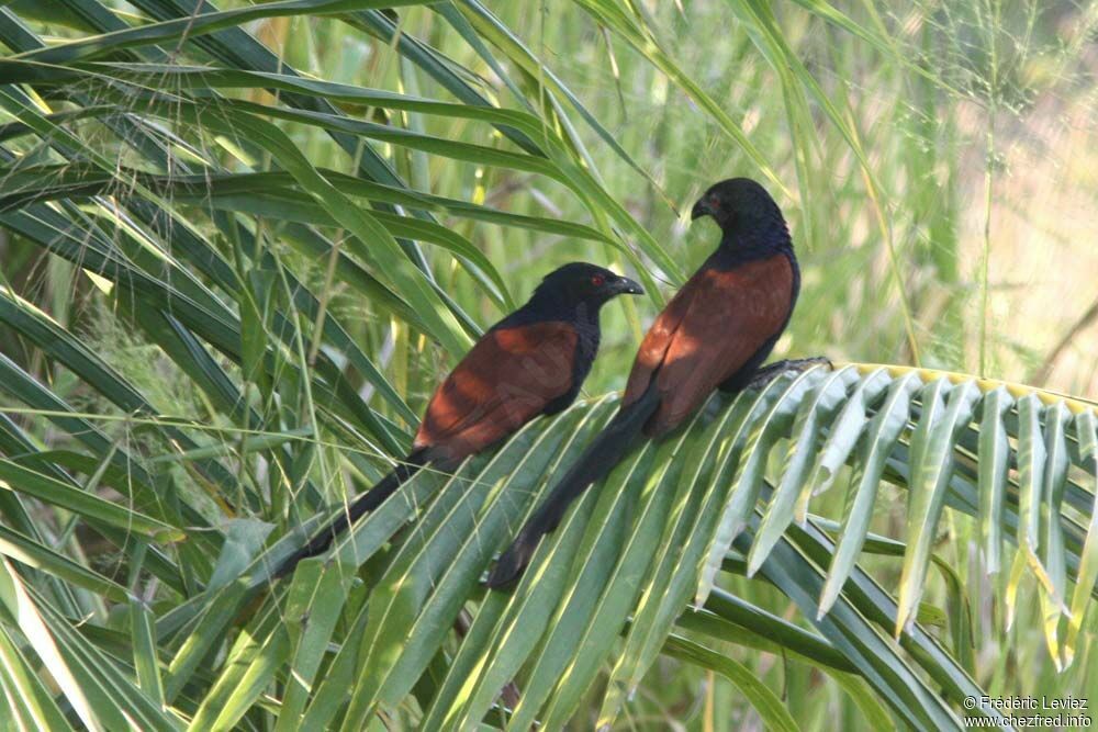 Greater Coucaladult, identification