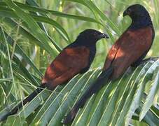 Greater Coucal