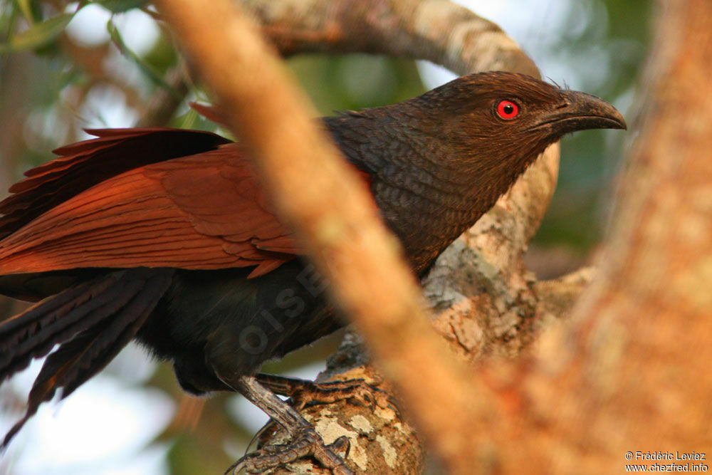 Greater Coucaladult, identification