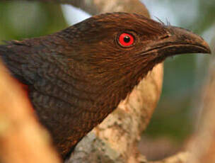 Grand Coucal