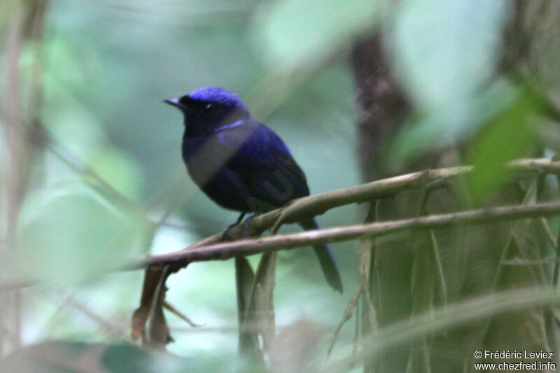 Large Niltava male adult, identification