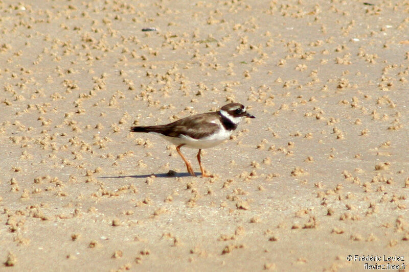 Common Ringed Ploveradult