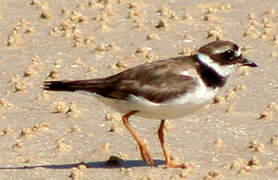 Common Ringed Plover