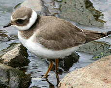 Common Ringed Plover