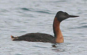 Great Grebe