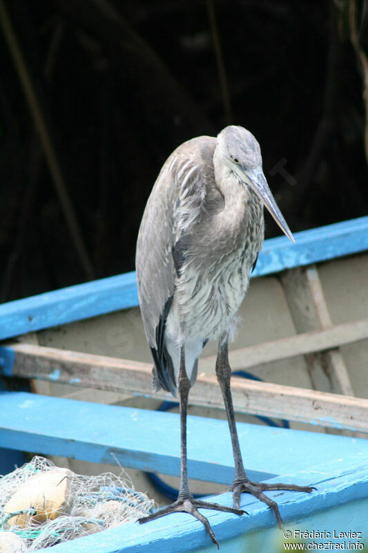 Great Blue HeronFirst year