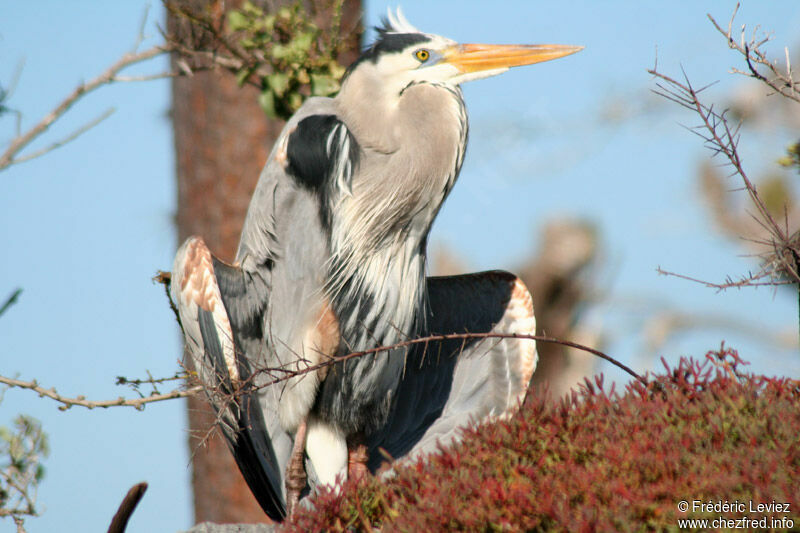 Great Blue Heronadult