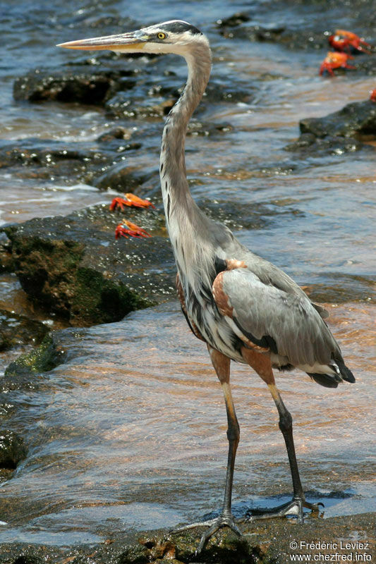 Great Blue Heronadult