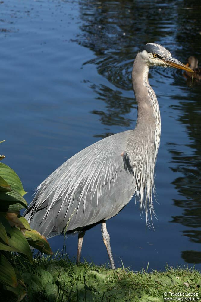 Grand Héronadulte, identification