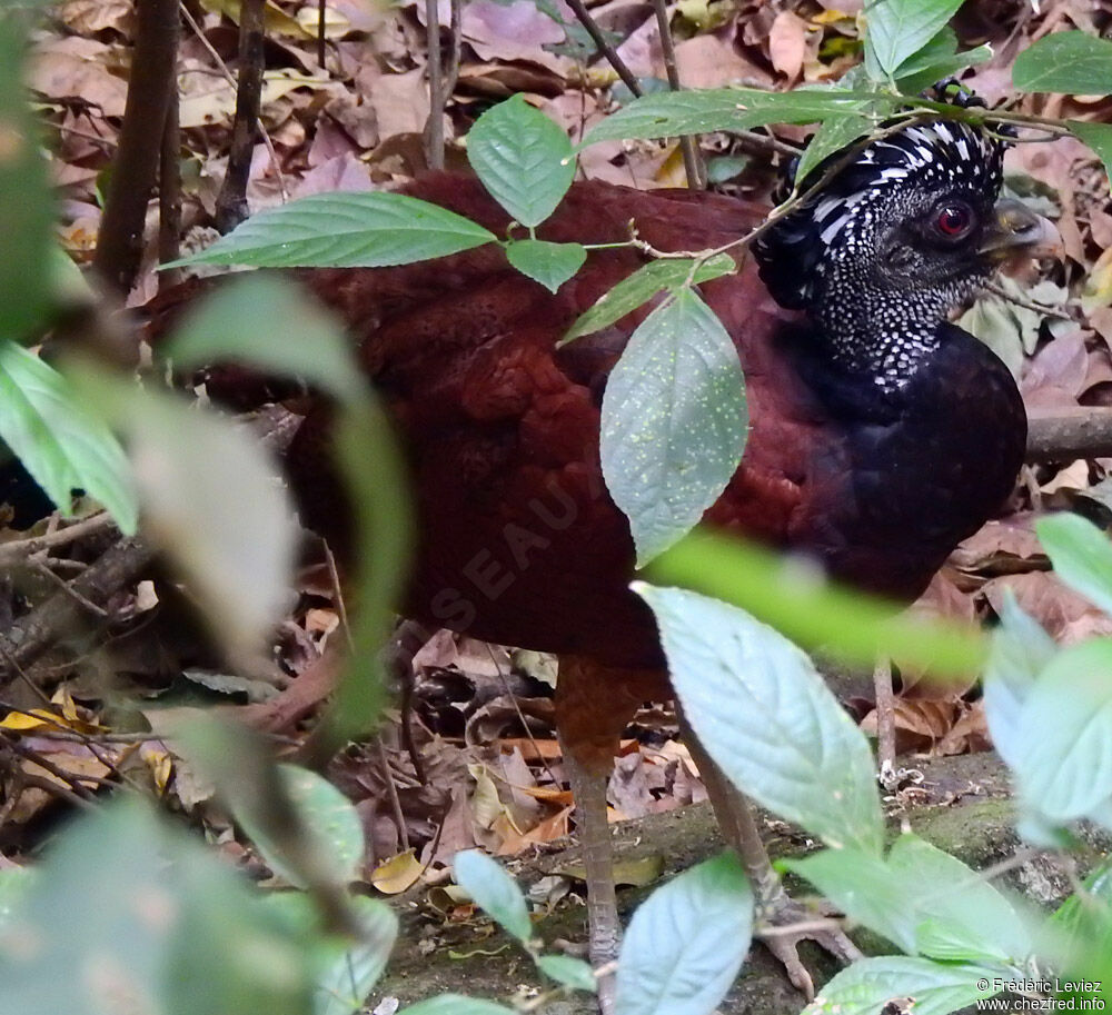 Great Curassow female adult, identification