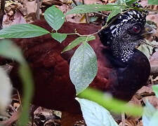 Great Curassow