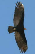 Greater Yellow-headed Vulture