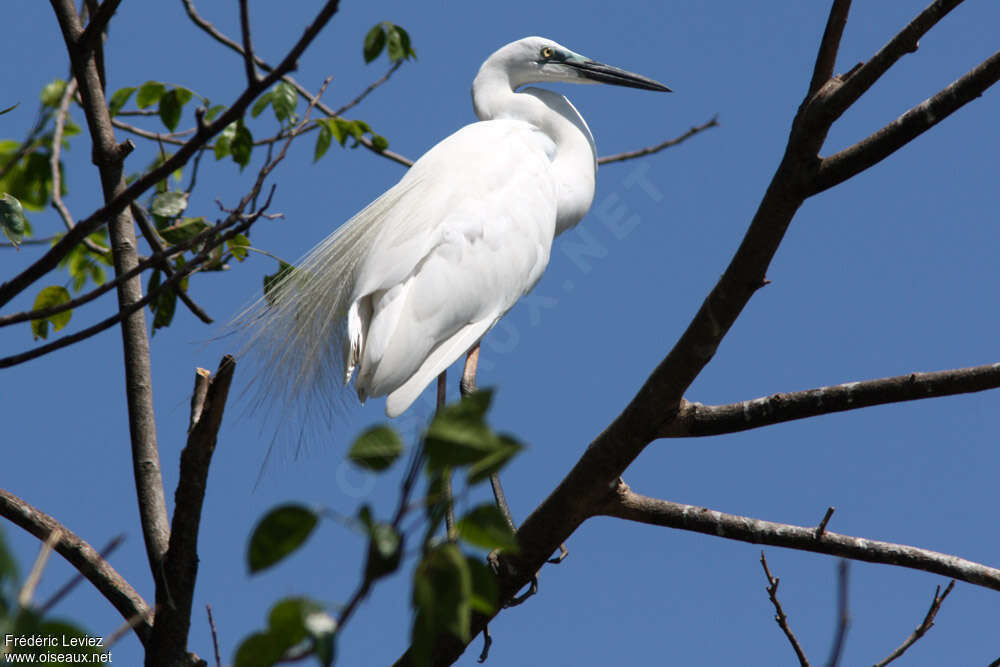 Great Egretadult breeding, pigmentation