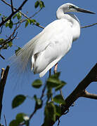 Grande Aigrette