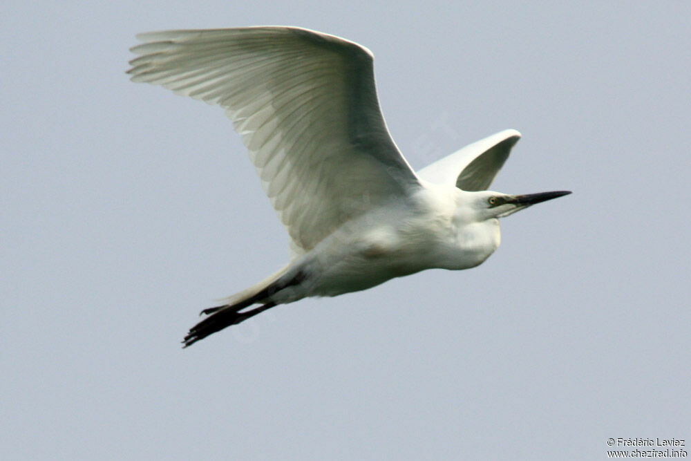 Great Egretadult breeding, Flight