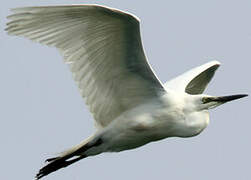 Great Egret