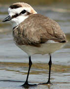 Kentish Plover