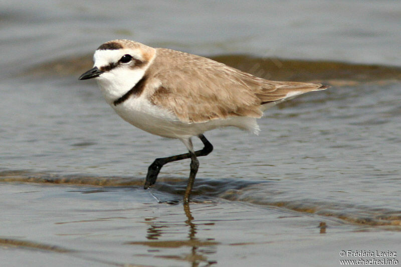 Kentish Plover male adult breeding