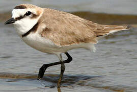 Kentish Plover