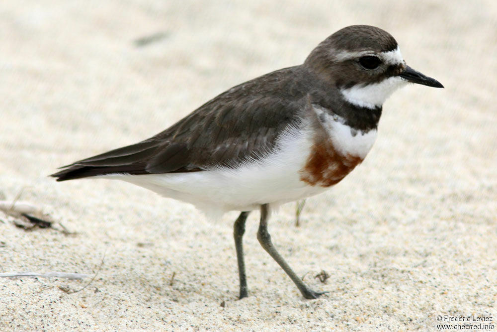 Double-banded Ploveradult breeding, identification