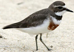 Double-banded Plover