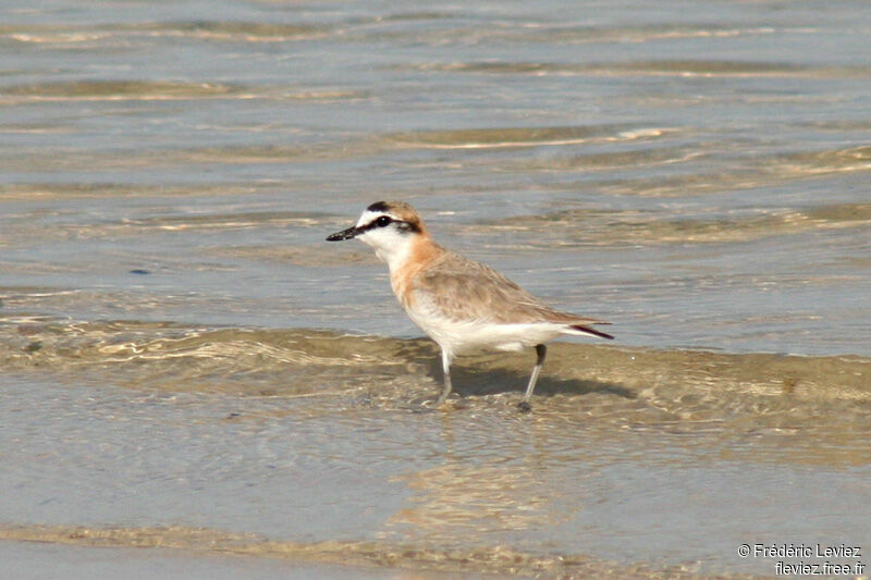 White-fronted Ploveradult breeding